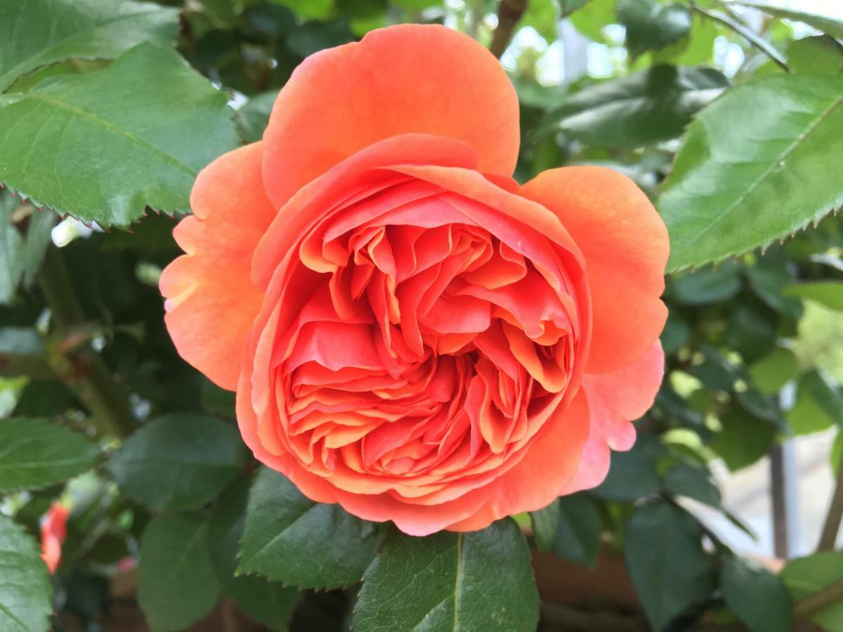 Ferienhaus Blumenparadies Стайнц Екстериор снимка